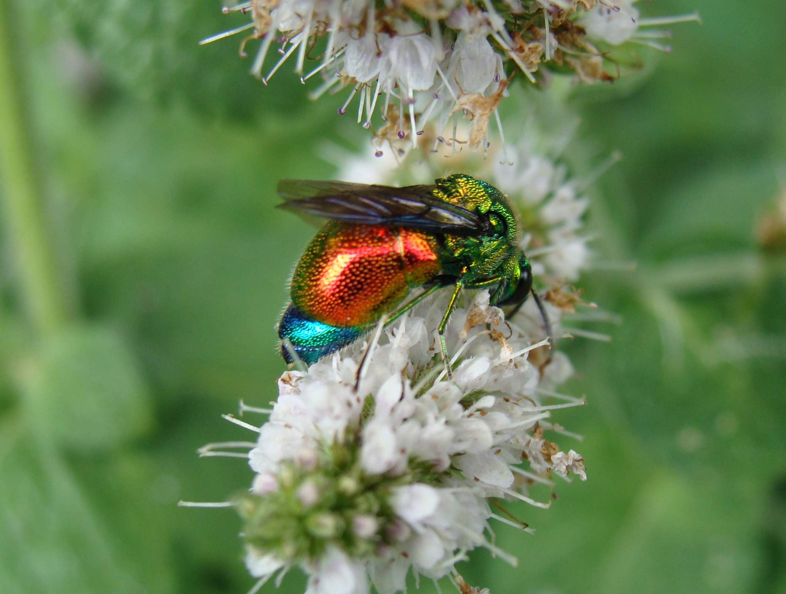 Stilbum cyanurum (Chrysididae)